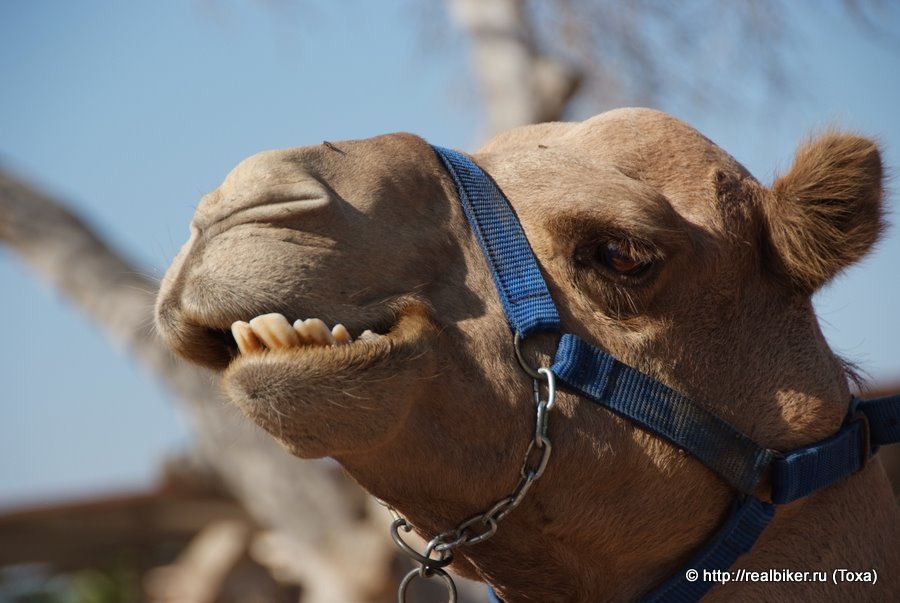 Camel Park  . , .