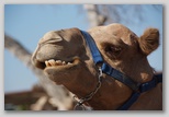 Camel Park  . , .